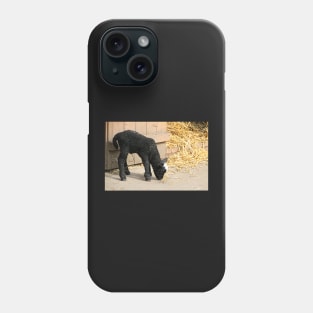 Baaaa Baaa Black Sheep Phone Case