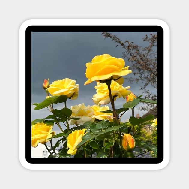 Bunch Of Yellow Roses With Clear Sky In Background Magnet by DiventDigitals