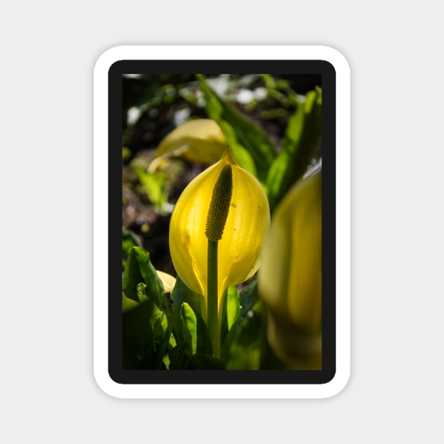 Skunk cabbage Magnet by jasminewang