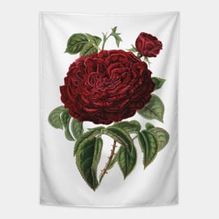 Red Rose Flower Botanical Illustration Tapestry