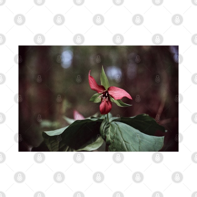 Trillium 35mm Photograph by ztrnorge