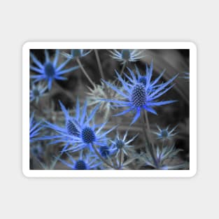 Blue Alpine Sea Holly Eryngium alpinum - Selective Color Magnet