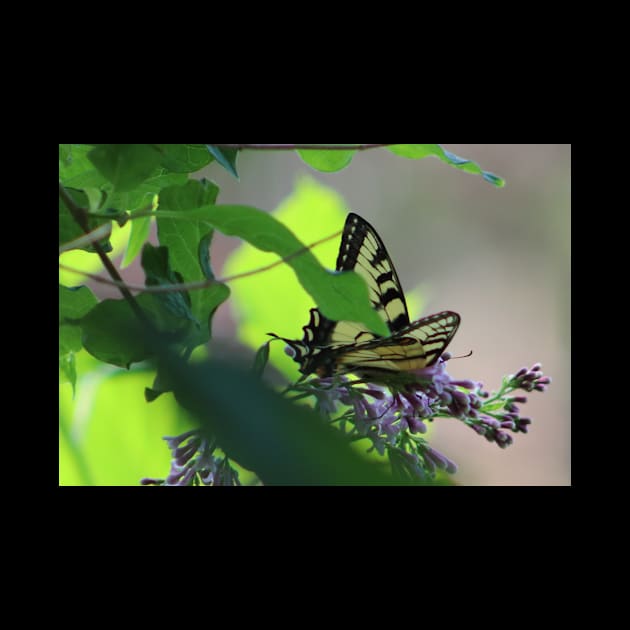 Monarch Butterfly on Lilac Bush by Judy Geller