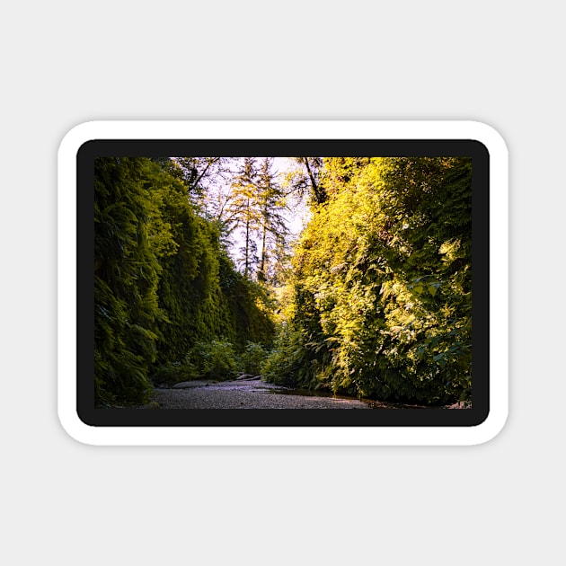 View of Fern Canyon Magnet by blossomcophoto