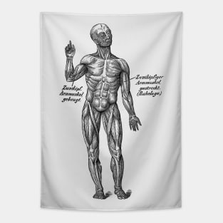 German Diagram Arm Muscular System - Vintage Anatomy Tapestry