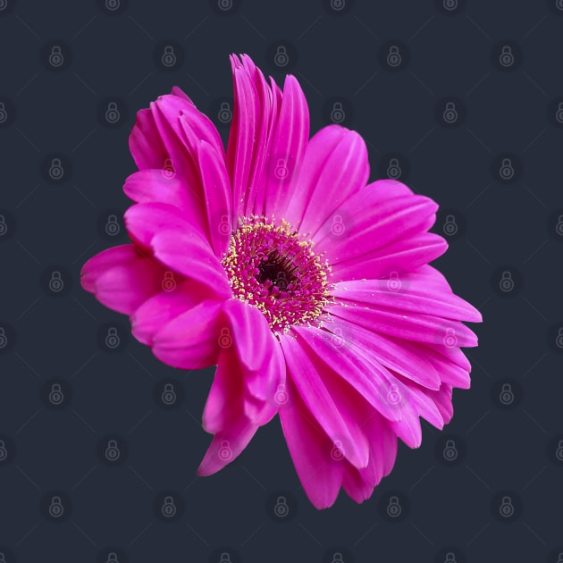 Pink Gerbera Daisy Floral Photo Cutout by ellenhenryart