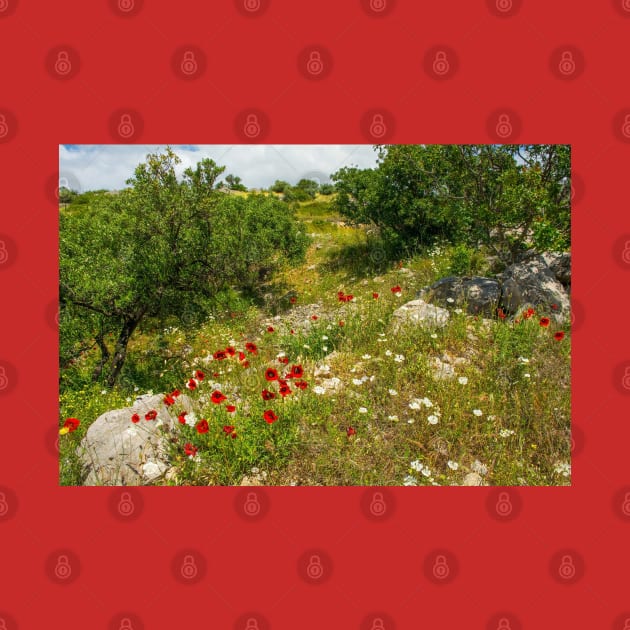 Olive Trees and Wild Flowers on Brac, Croatia by jojobob