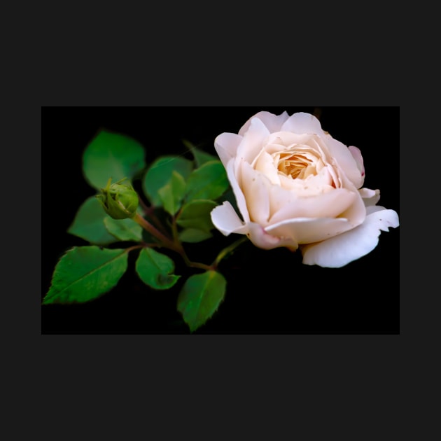 Gentle light pink rose against black background by lena-maximova