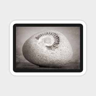 Fossil Magnet