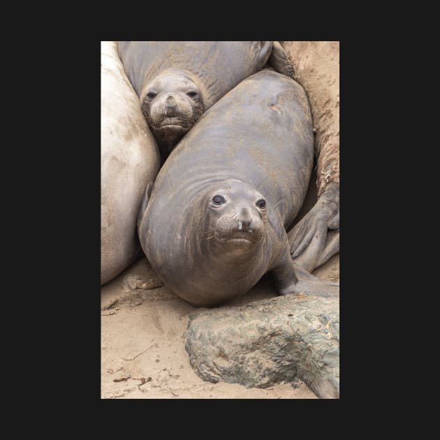 Elephant Seals by jvnimages