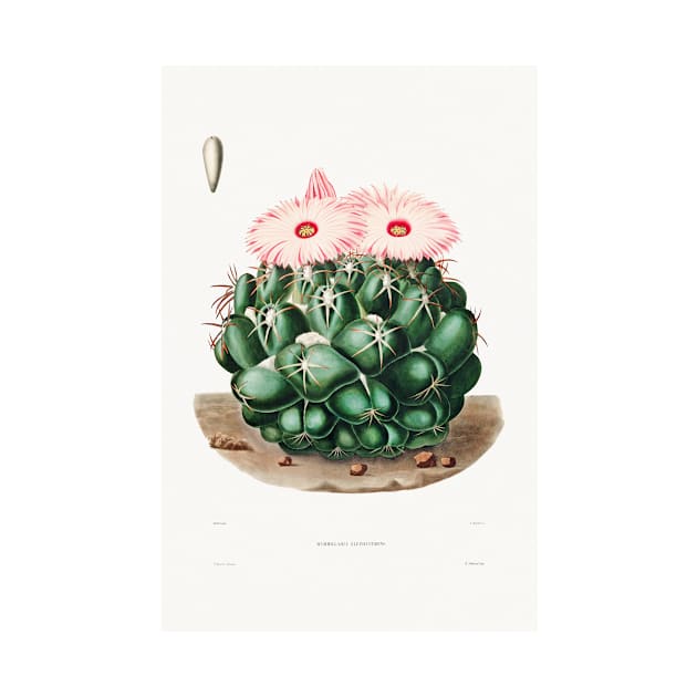 Elephant's Tooth Cactus (Mammillaria Elephantidens) from Iconographie descriptive des cactées by Charles Antoine Lemaire (1801–1871). by Elala