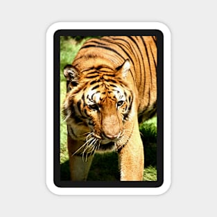 Female Bengal Tiger Stalking Magnet