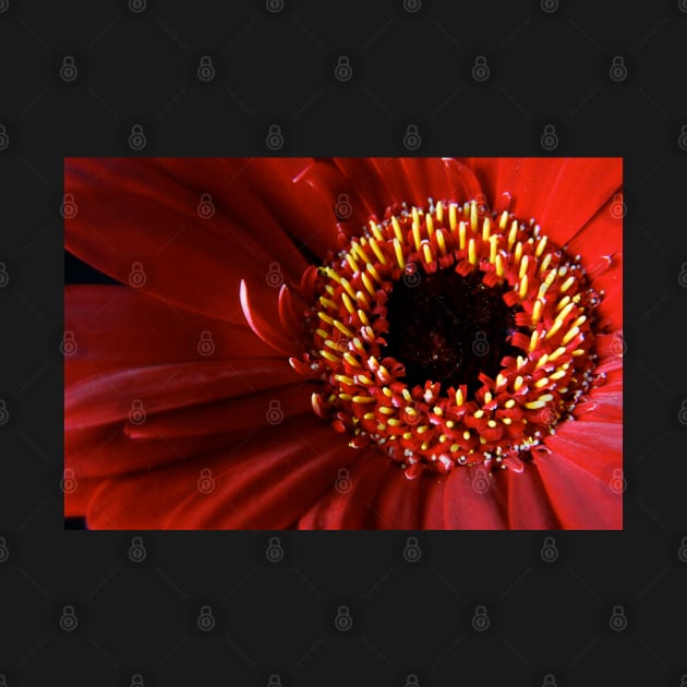 Red Gerbera flower macro by InspiraImage