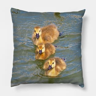 Three Canada Goose Goslings Swimming Together Pillow