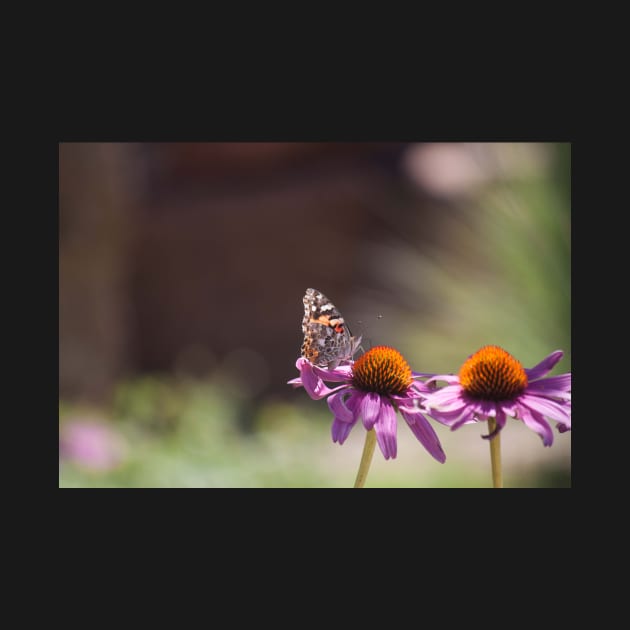 Painted Lady II by Jacquelie