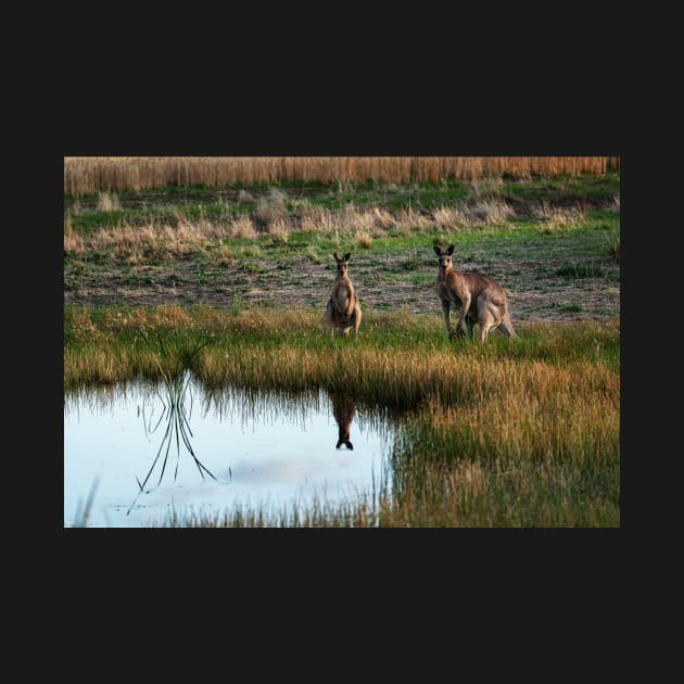 Kangaroos at Grandpa's farm by Bevlyn