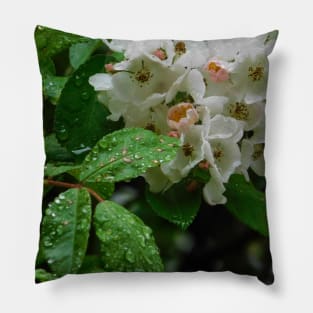 Raindrops on roses Pillow