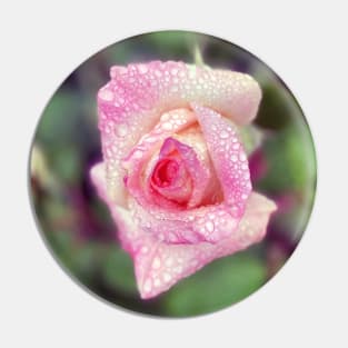 Pink Rose in Spring Rain Pin