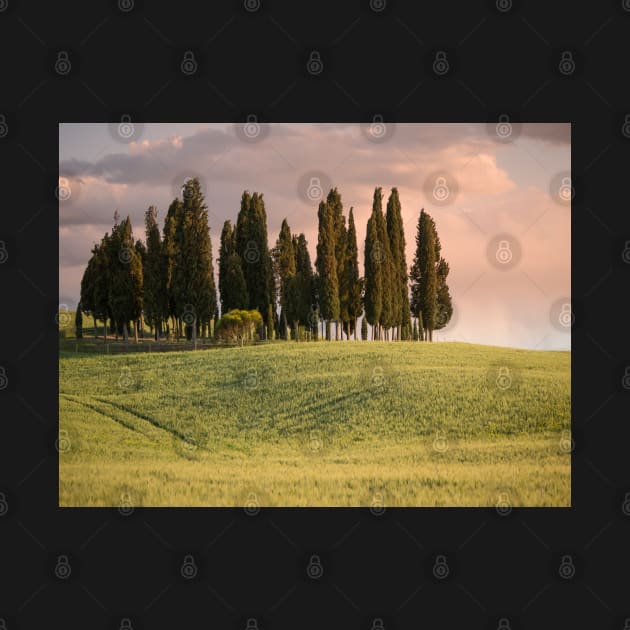 Group of cypress trees in Tuscan landscape by Dolfilms
