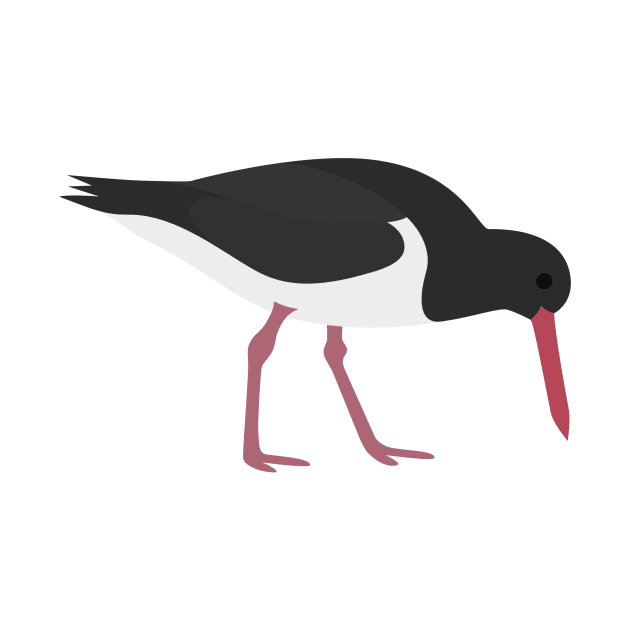 Oyster Catcher by Radradrad