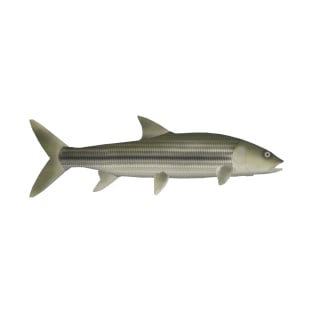 Striped Pikecarp T-Shirt