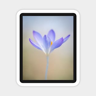 Purple Crocus with Soft Focus Magnet