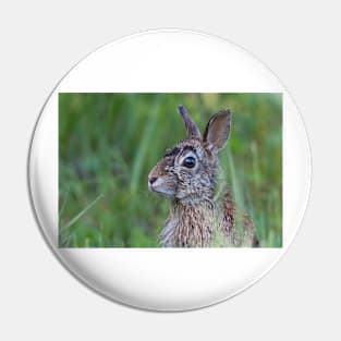 Wild rabbit in the meadow Pin