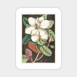 Antique Illustration by Mark Gatesby Magnet