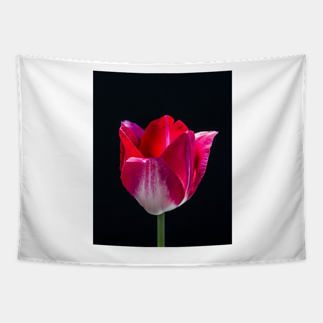 Red Tulip In Profile 3 Tapestry by Robert Alsop