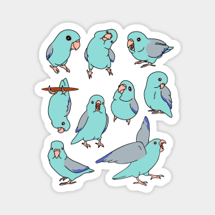 blue fallow parrotlet pattern Magnet