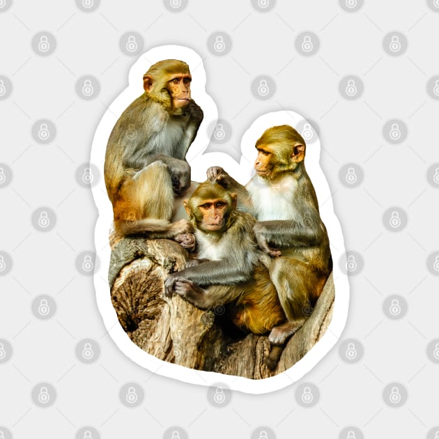 The Three Amigos Magnet by dalyndigaital2@gmail.com