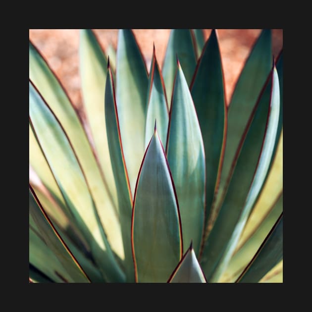 Agave Sun by ALICIABOCK