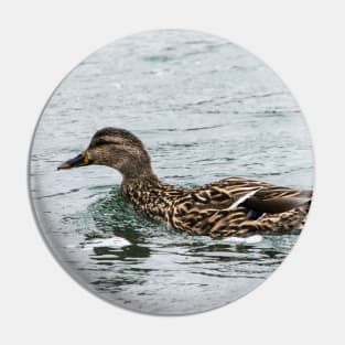 Female Mallard Duck Pin