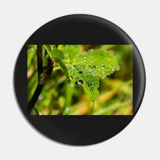 Raindrops on a wild rose leaf Pin