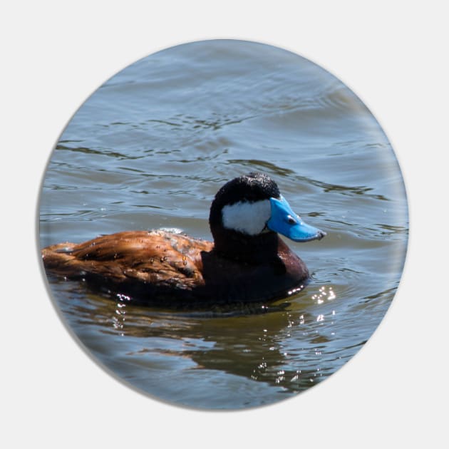 Ruddy Duck. Pin by CanadianWild418