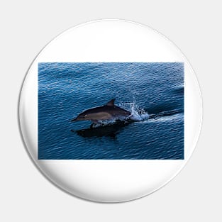 Common Dolphin Playing off Surfers Paradise Pin