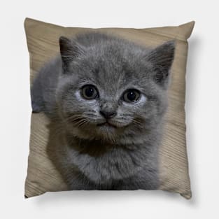 the blue cute cats Pillow