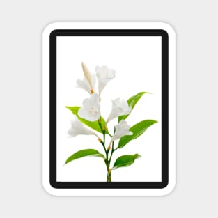 White lilies Magnet