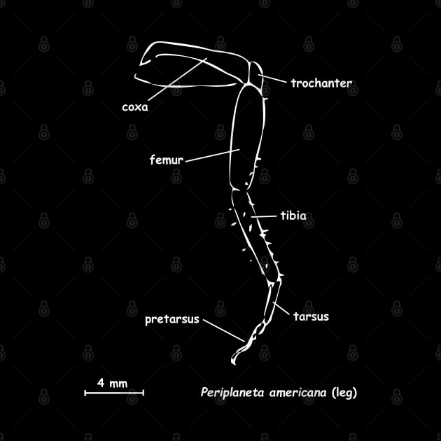 Cockroache leg, labeled, white by RosArt100