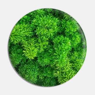 Foxtail fern (Sprenger's asparagus) green plant texture background Pin