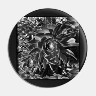 Echeverium Pin