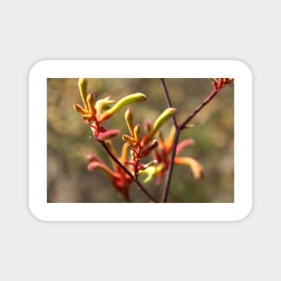 Kangaroo paw - Adelaide Hills - Fleurieu Peninsula - by South Australian artist Avril Thomas Magnet