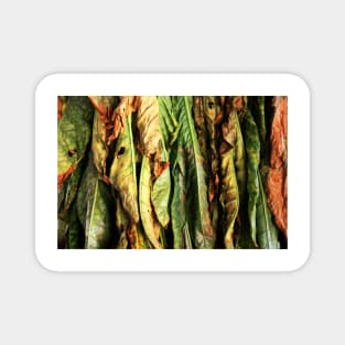 Tobacco Leaves Magnet