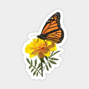 Marigolds - Monarch Butterfly on Marigold Magnet