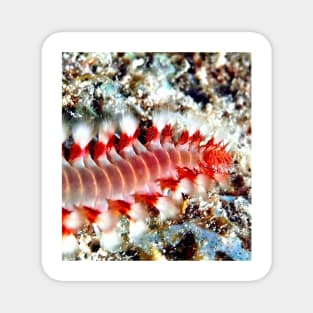 Bearded Fire Worm Magnet