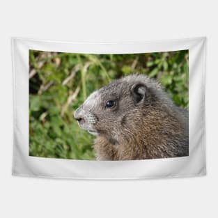 Young hoary marmot Tapestry