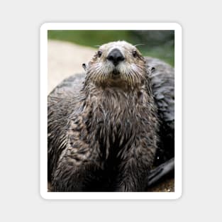 Cute Sea Otter Magnet