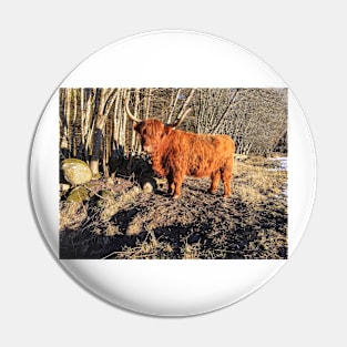 Scottish Highland Cattle Cow 2293 Pin