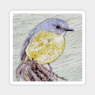 Eastern Yellow Robin Magnet