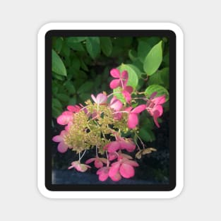 Tenderness of the Pink Hydrangea Goes a Long Way... Magnet